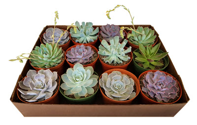 Echeveria Assortment